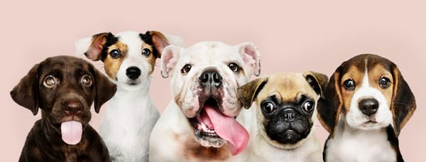 Puppy Time! When to Adopt a Pet