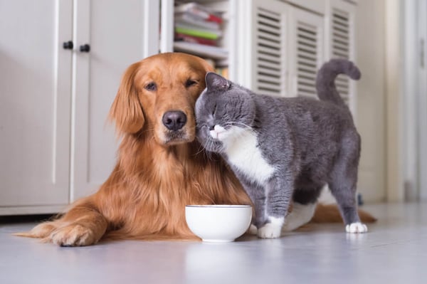 Will Laws About Pets And Divorce Ever Change In Ontario?